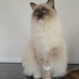 Flore - 3 ans - Chatterie Ragdolls du Val de Beauvoir